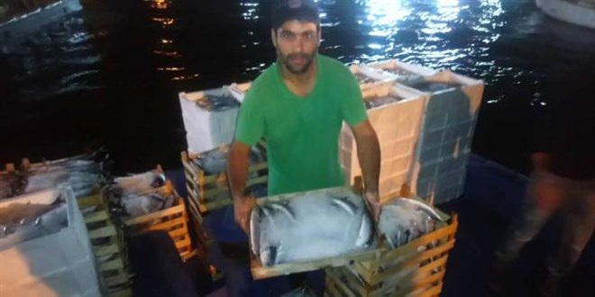 Düzce'de balıkçılar 250 ton palamut avladı