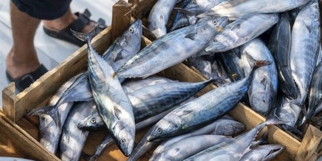 Ordu'da bal�k�� tezgahlar�nda palamut bollu�u ya�an�yor