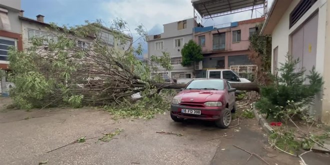 Bursa'da kuvvetli lodos nedeniyle bir ağaç araçların üzerine devrildi