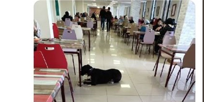Üniversite kampüsünde 'başıboş köpek' sorunu