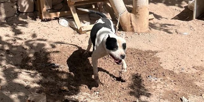 Konya'da pitbull besleyen 3 kişiye 45 bin lira ceza