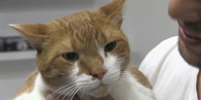Obez kedi 'mide botoksu' ile zayıfladı