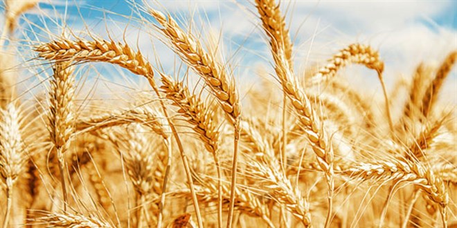 Üreticiye uygun fiyatlı arpa ve mısır