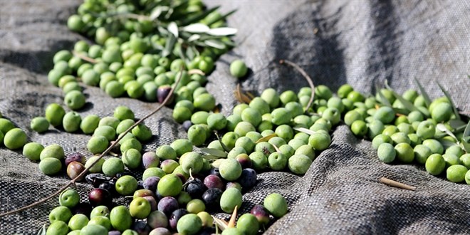 Mersin'de zeytin hasadına başlandı
