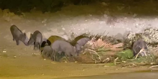 Bodrum'da a kalan yaban domuzlar ehir merkezine indi