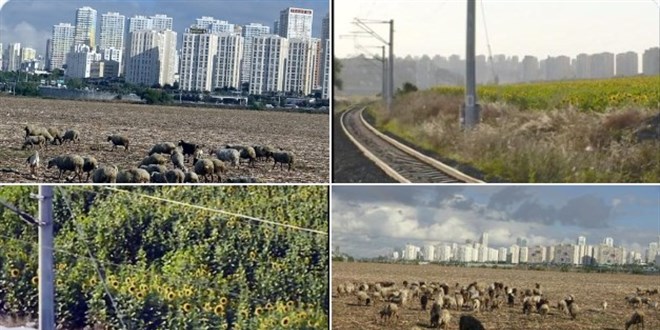 İstanbul'un iki yüzü, gökdelenler arasında otlayan hayvanlar