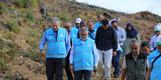 TDV yanan ormanlık alanı yeşertmek için 11 bin fidan dikti