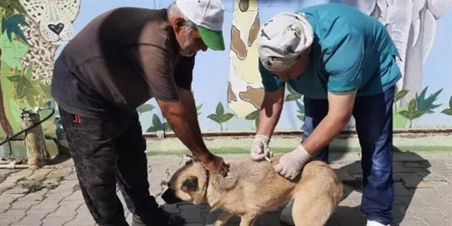 Uzmanlar uyarıyor! Sokak hayvanları kuduz riski taşıyor