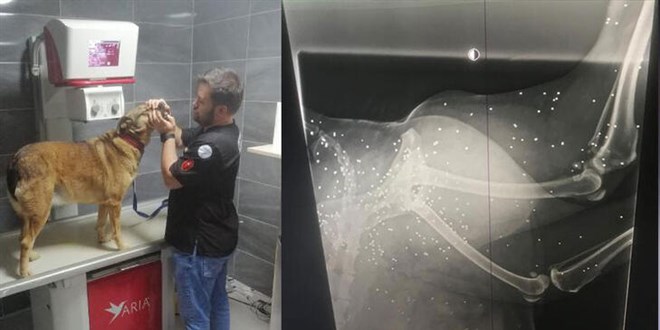 Topallayan köpeğin bacağından 200'den fazla 'saçma' çıktı