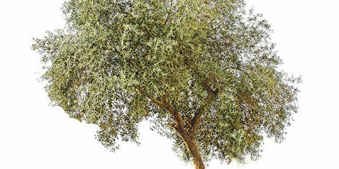 Zeytin ağacı sayısı yüzde 91 arttı