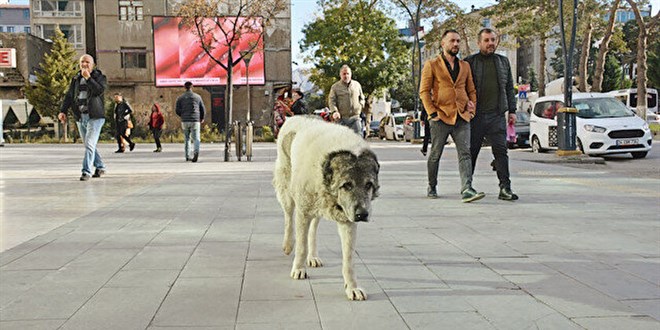 Sokaktaki tehlike: Kuduz köpeğin ısırdığı Mustafa kurtarılamadı