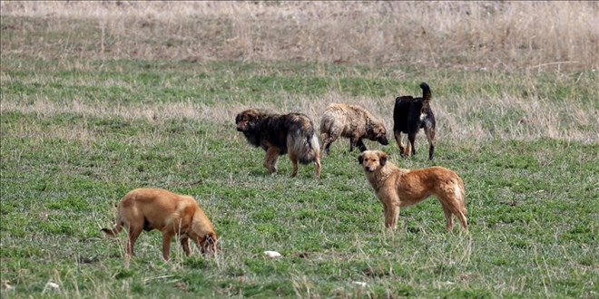 Başıboş köpeklerin sayısı 10 milyonu buldu