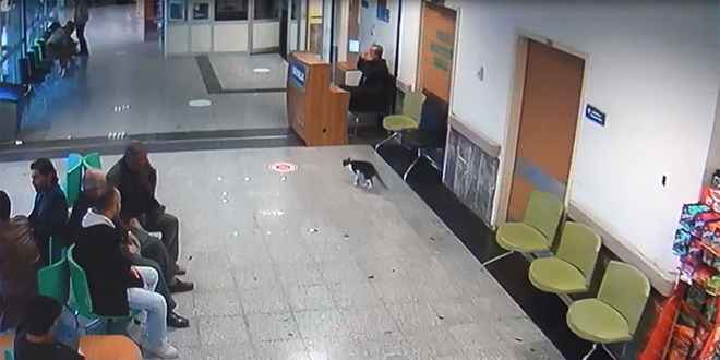 Sekerek acil servise giden kediye hastane personeli sahip çıktı
