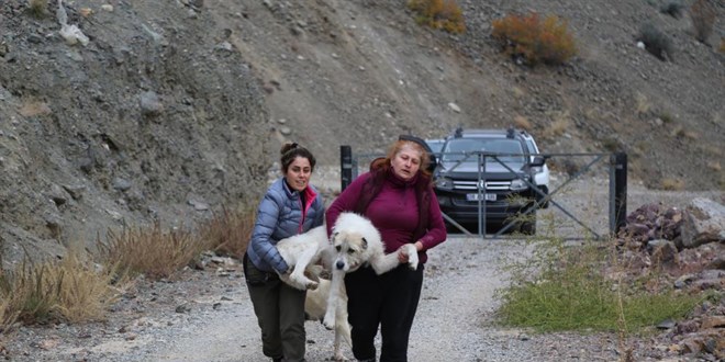 Sular altında kalacak olan Yusufeli'nde sokak hayvanları da taşınıyor