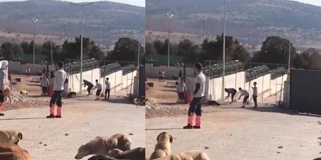 Hayvan barnanda kpeklere eziyet eden pheliler tutukland