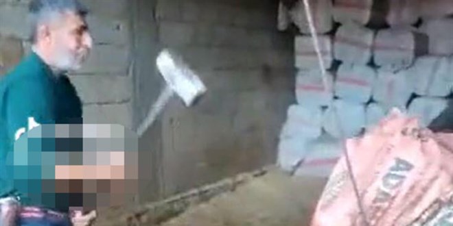 Boğanın balyozla öldürülmesi olayında 3 tutuklama