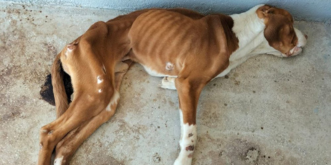 Belediye barınağında köpeklerin öldüğü iddiasına Valilikten açıklama
