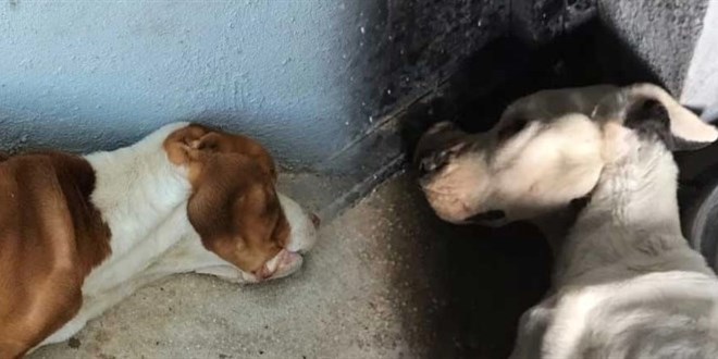 Belediye başkanı doğruladı: Barınakta 134 köpek öldü