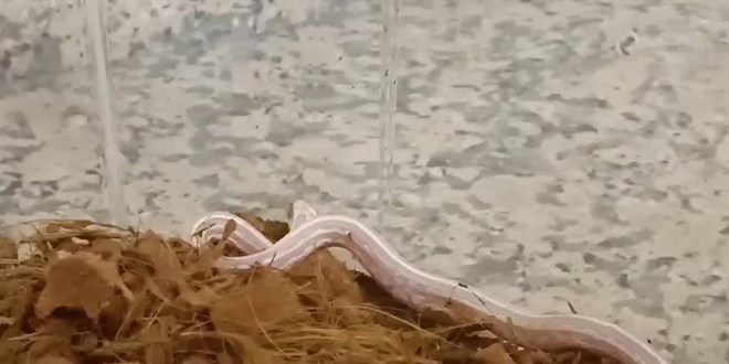 Şanlıurfa'da bir evde Mısır yılanı ele geçirildi