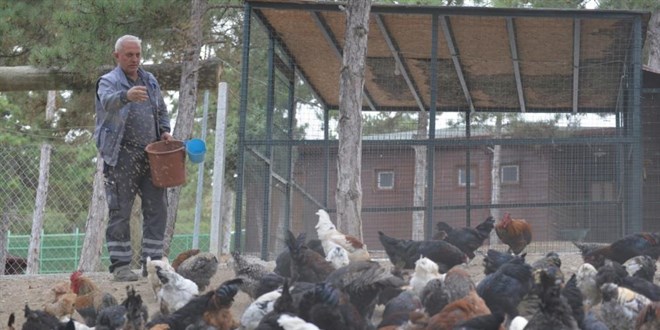 Belediye tavuk ve kaz yetiştirdi, etleri ihtiyaç sahiplerine verildi