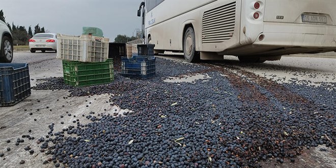 i servisi ile kamyonet arpt: 1,5 ton zeytin yola sald
