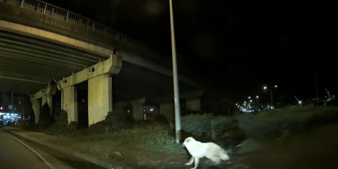Köpeklerden kaçarken yola atlayan üniversiteli ezilmekten son anda kurtuldu