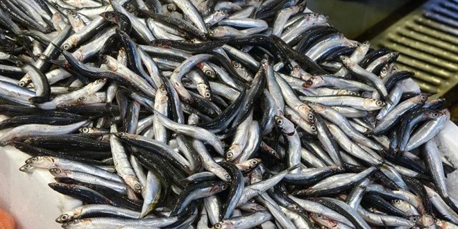 Karadeniz'de balık bolluğu: İşte tezgahlardaki fiyatlar
