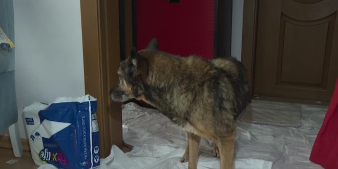 Ankara'daki Alman kurdu kırması 'Zeynep', 'hayattaki en yaşlı köpek' unvanına aday