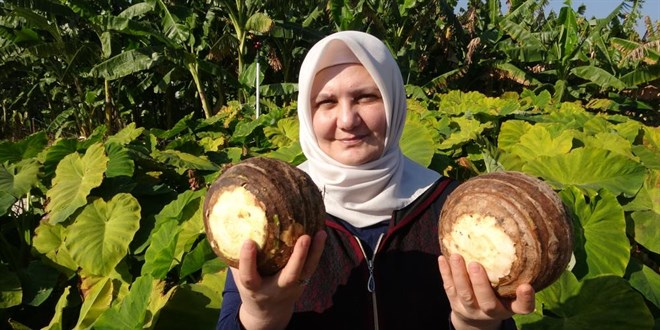 Dönümde 100 bin liraya kadar gelir sağlıyor, üreticiliği yaygınlaşıyor