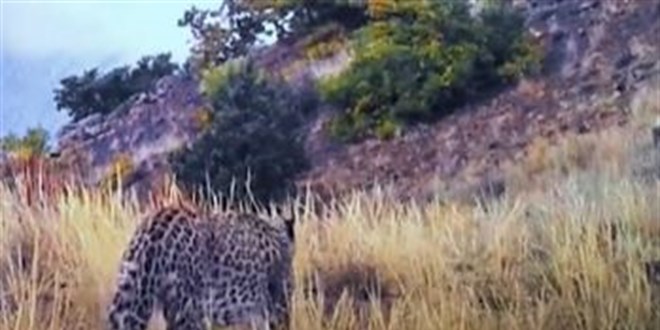 Anadolu Leoparı iki ayrı bölgede bir kez daha görüntülendi