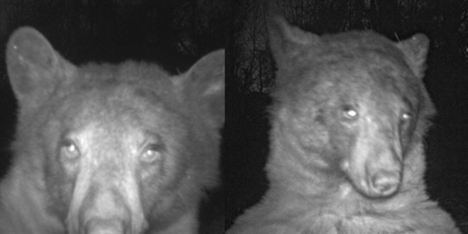 Meraklı ayı kamerayı buldu, 400'den fazla selfie çekti