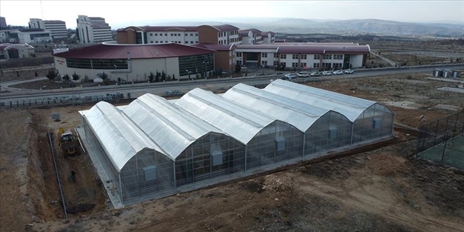 Üniversitenin serasında üretilecek kenevir bilimsel çalışmalara konu olacak