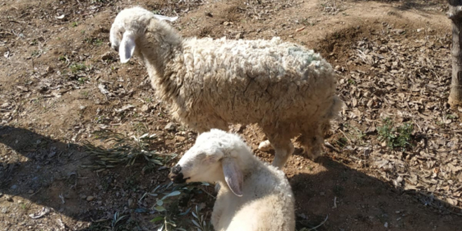 Hatay'da enkazda 17 gün mahsur kalan 6 koyun kurtarıldı