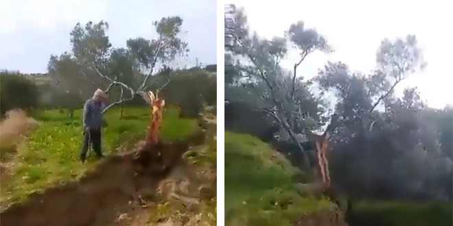 Fay ikiye b�ld��� a�ac� 10 metre ta��d�