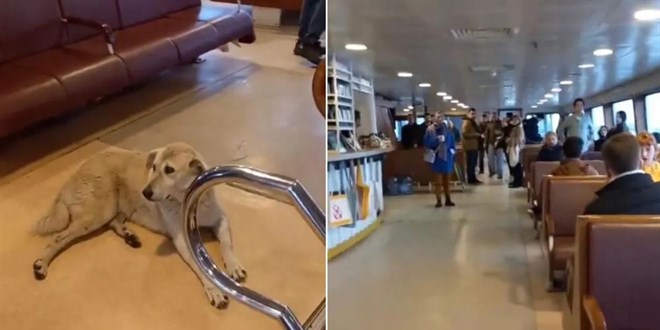 Vapurda köpek krizi! Kaptan seferi iptal etti yolcular çıldırdı