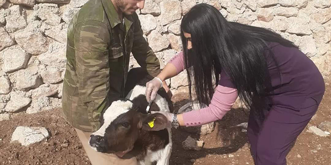 Siirt'te şap hastalığı nedeniyle hayvan giriş ve çıkışı yasaklandı