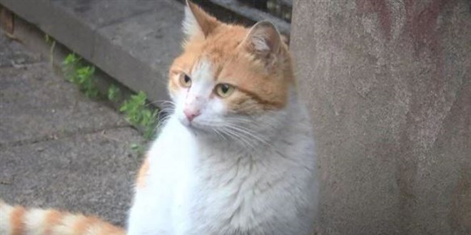 Kadıköy'de toplu kedi ölümleri