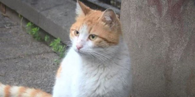 Kadıköy'de toplu kedi ölümleri