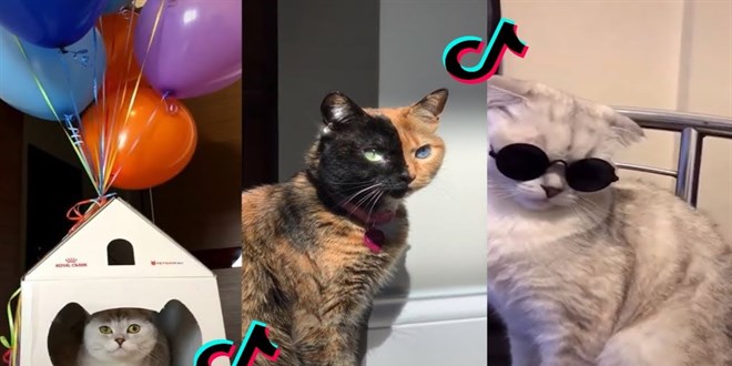 TikTok'a yeni suçlama: Kedi videoları çok fazla enerji tüketiyor