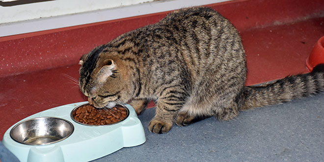 Kedi 'Mebbis' Milli Eğitim Müdürlüğünün maskotu oldu