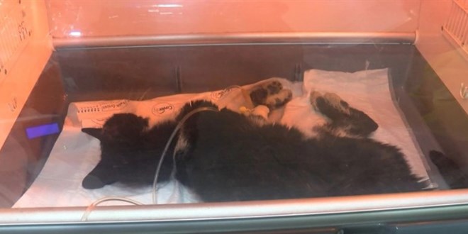 Kadıköy'de toplu kedi ölümleriyle ilgili inceleme başlatıldı