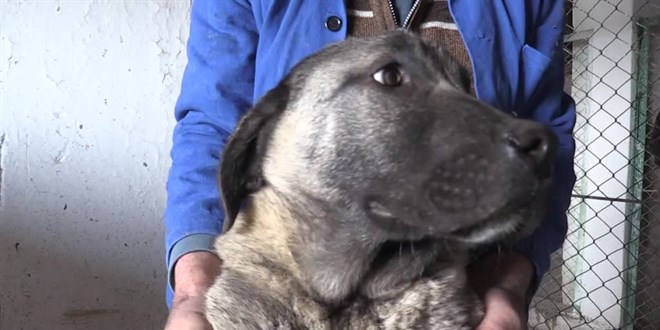 TİGEM'den safkan Kangal köpeği satın almak için en az 1 yıl bekliyorlar