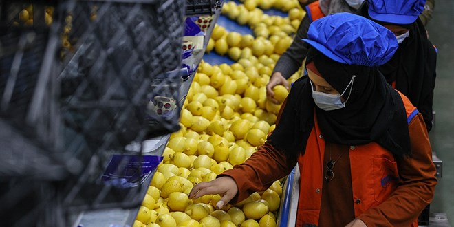 Üreticide 2,5 lira olan limon markette 16 lira