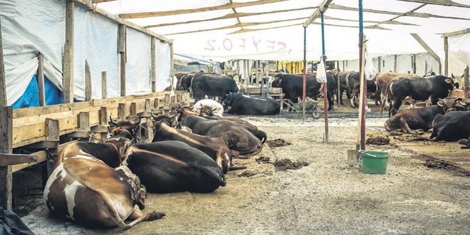 Bu yıl kurbanlıklar deprem bölgesine