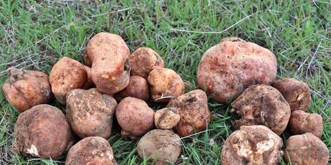 Elaz'da kyller ilkbaharda krsalda kumi mantar topluyor