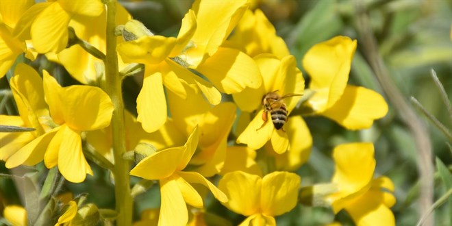 Sadece o ilde yetiiyor: Koparan 244 bin 315 lira ceza deyecek