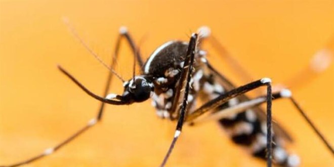 Asya kaplan sivrisineine dikkat