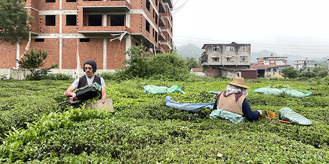 Deprem bölgesinde yapılacak 'Çay Sokağı' konutlarına çay üreticilerinden destek