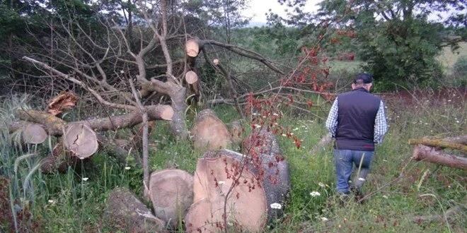 150 yıllık çınar ağaçlarını kesip gövdelerini çaldılar