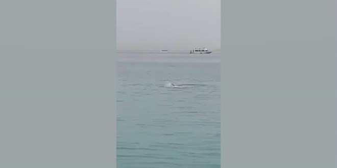 Mısır'da köpek balığı saldırısında bir turist hayatını kaybetti